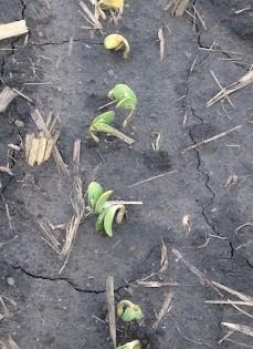 Are Soil Residual Herbicides Necessary In Late-Planted Soybean: What Are Your Options If Soybeans Have Emerged?